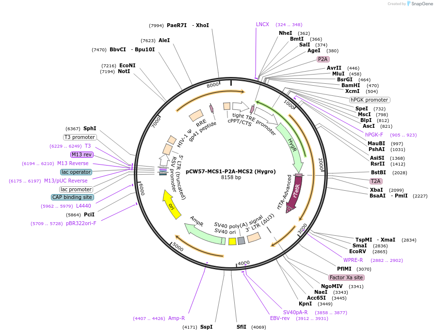 80922-plasmid-map-sequence-id-258301