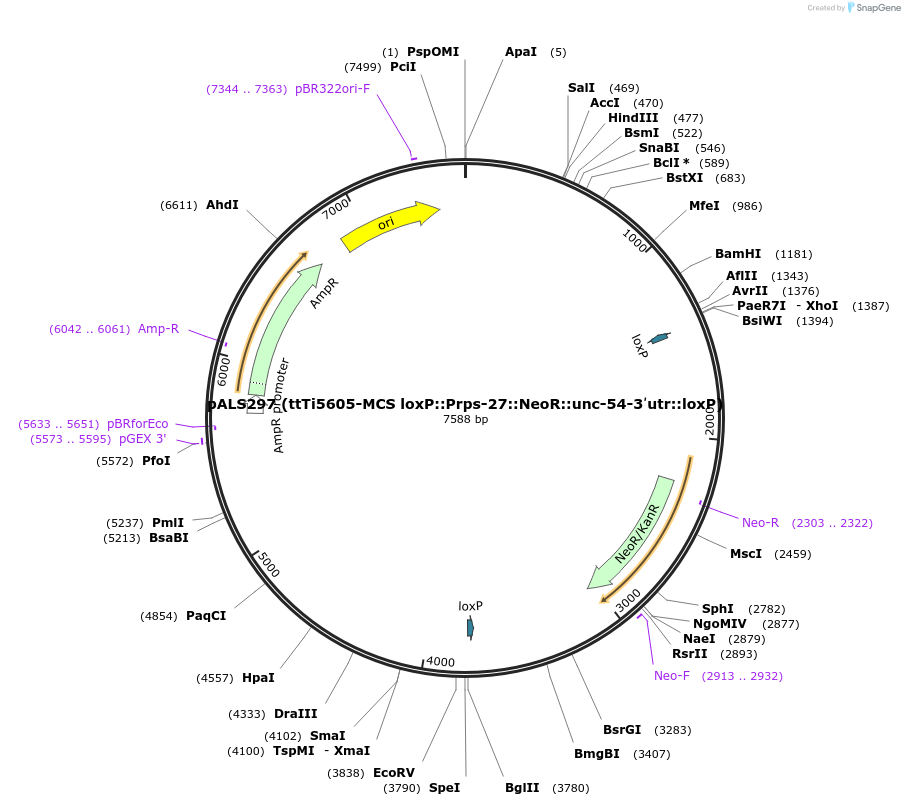 129538-plasmid-map-sequence-id-258304