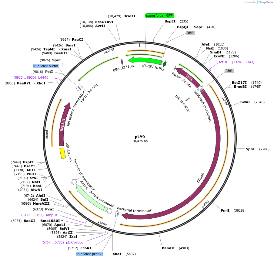 130907-plasmid-map-sequence-id-258306