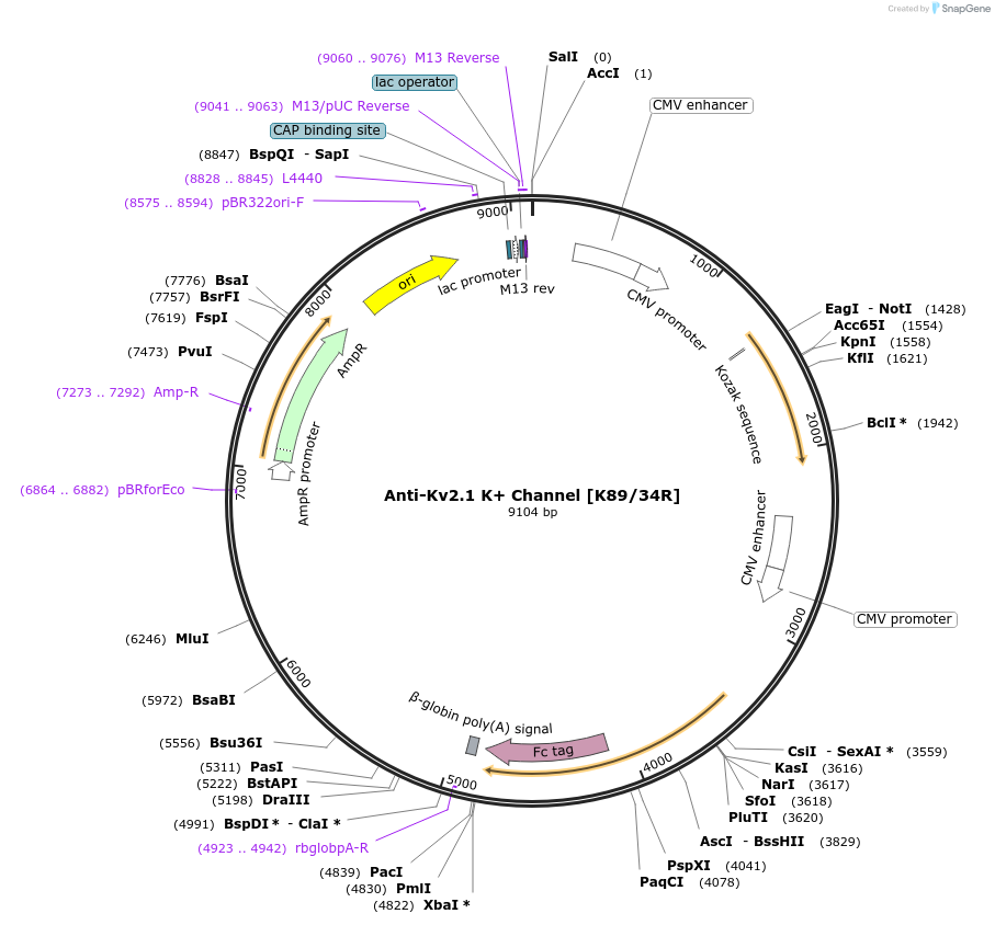 128628-plasmid-map-sequence-id-258307