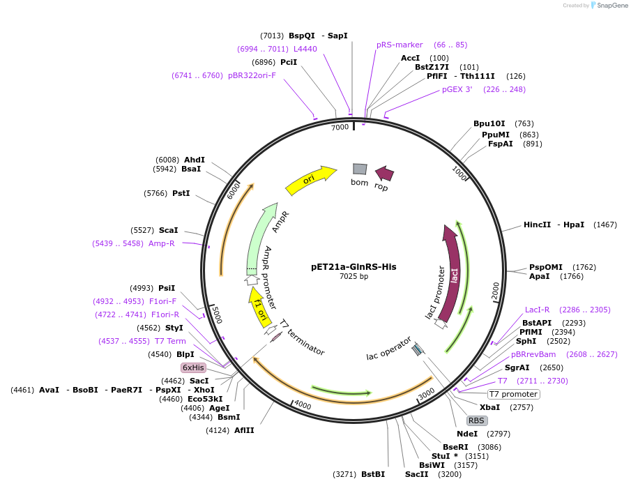 124108-plasmid-map-sequence-id-258308