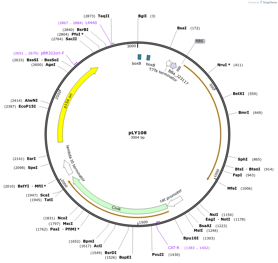 130938-plasmid-map-sequence-id-258310