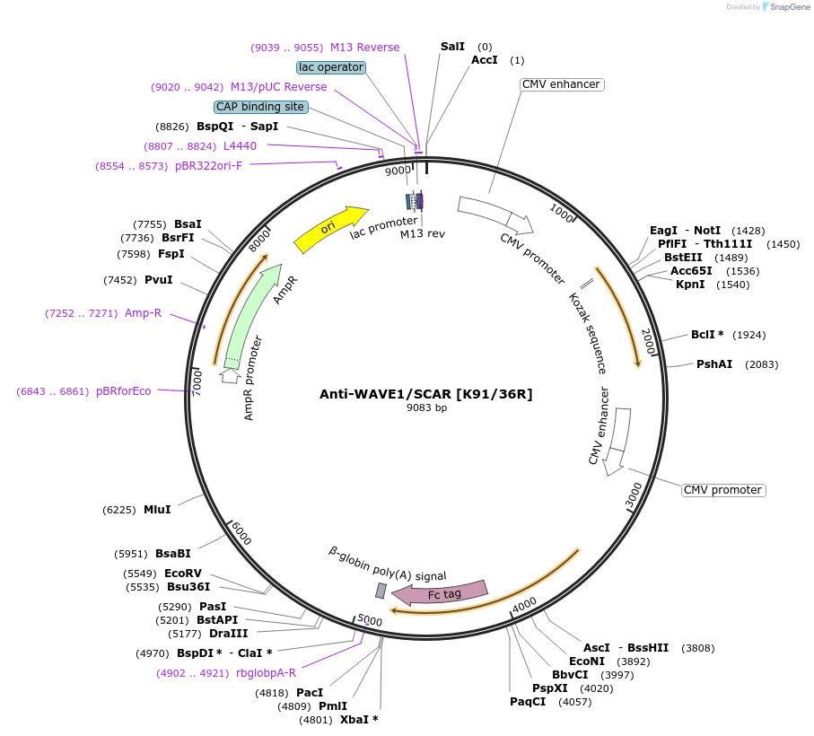 128629-plasmid-map-sequence-id-258311