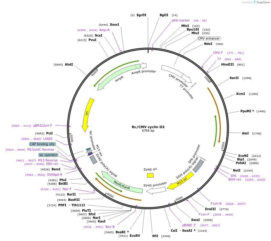 10912-plasmid-map-sequence-id-258313