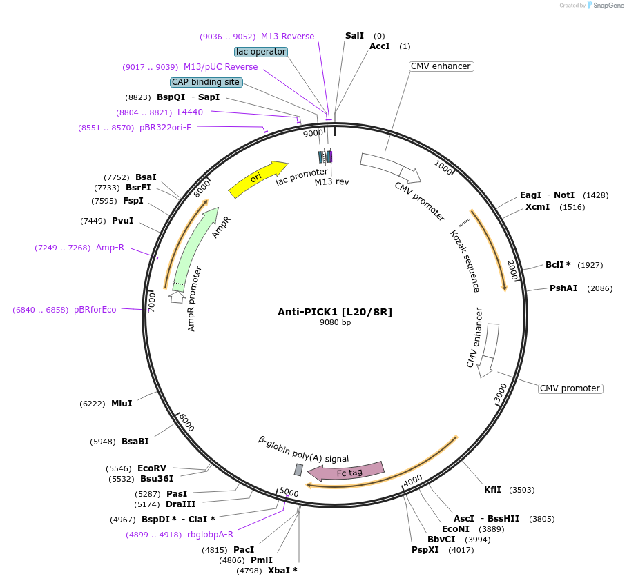 128630-plasmid-map-sequence-id-258314