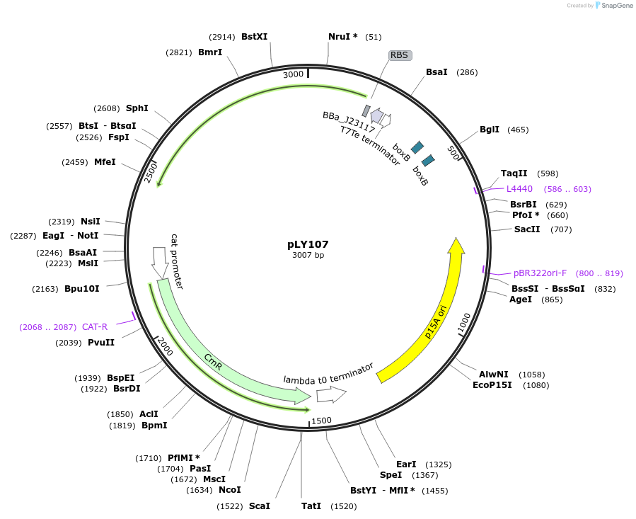 130943-plasmid-map-sequence-id-258316