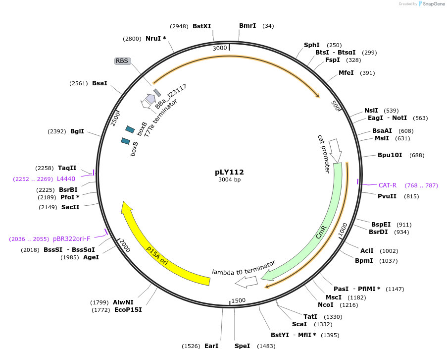 130944-plasmid-map-sequence-id-258320