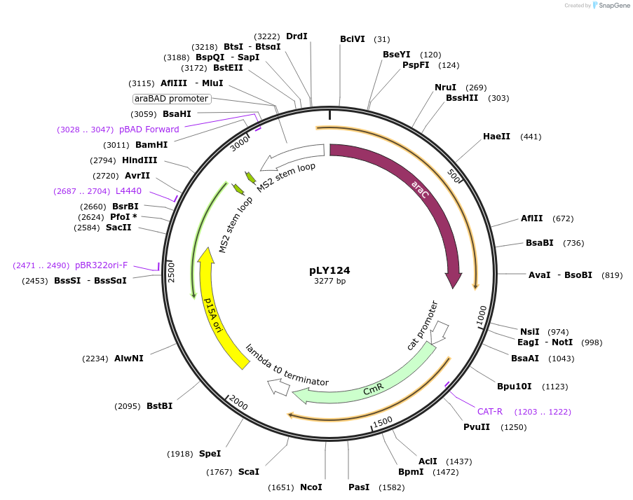 130946-plasmid-map-sequence-id-258321