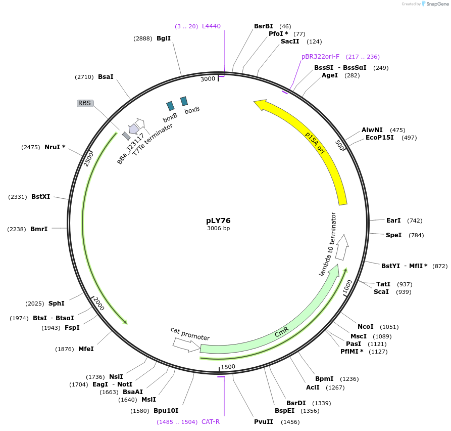 130963-plasmid-map-sequence-id-258323