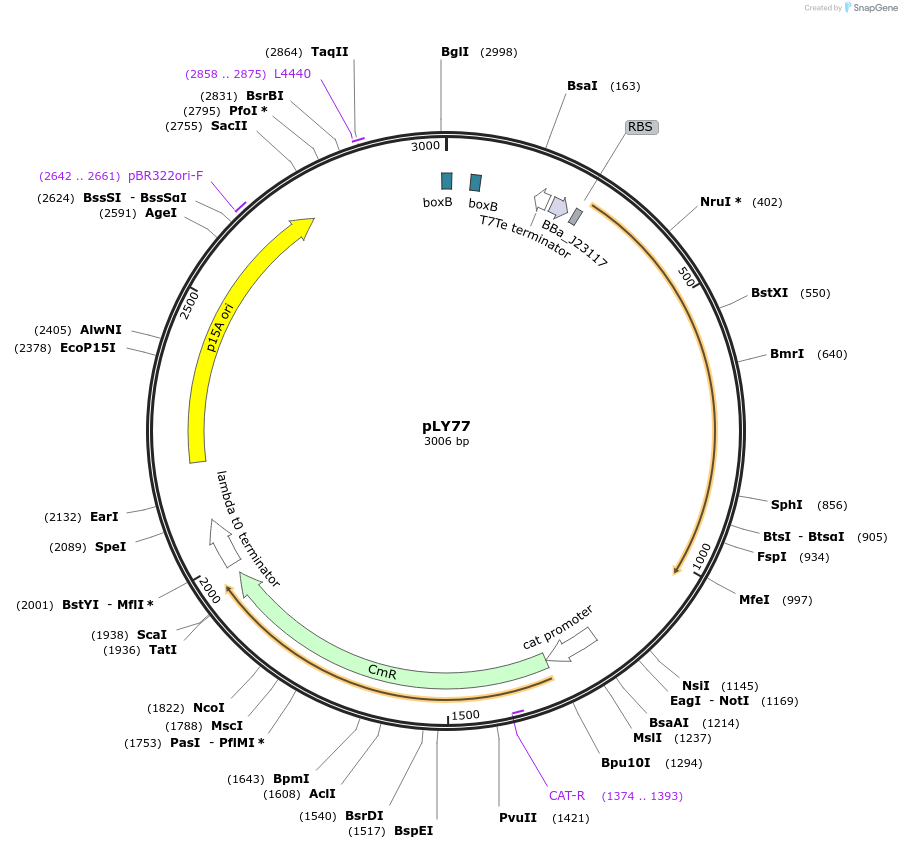 130964-plasmid-map-sequence-id-258324