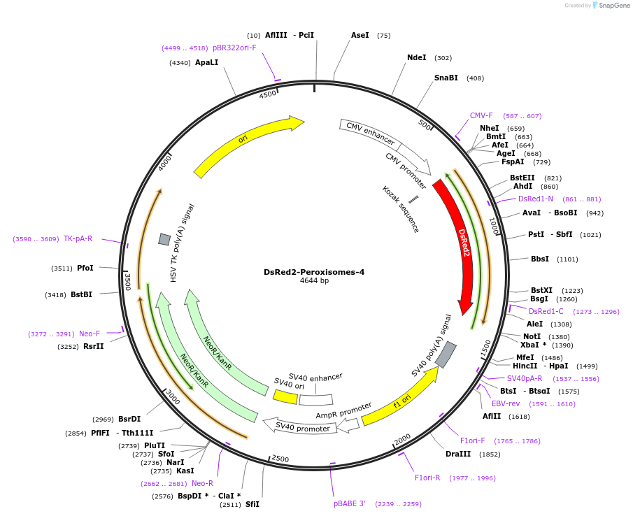 54503-plasmid-map-sequence-id-258325