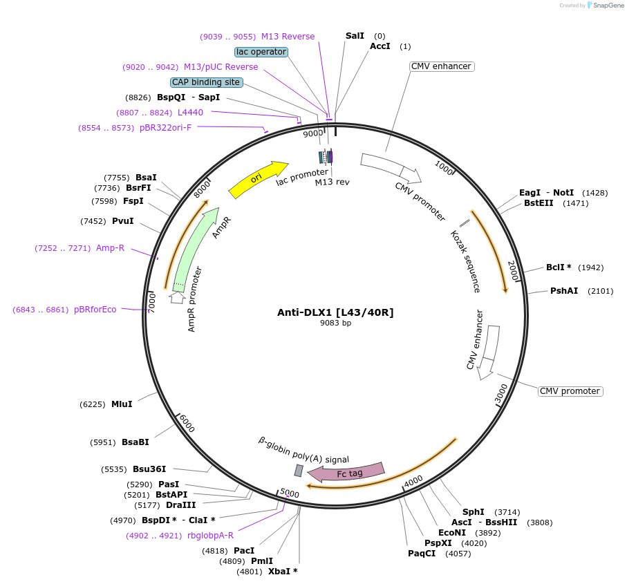 128633-plasmid-map-sequence-id-258333