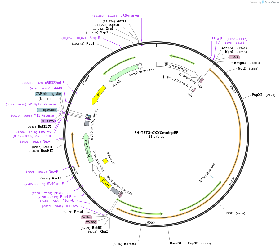 127895-plasmid-map-sequence-id-258334