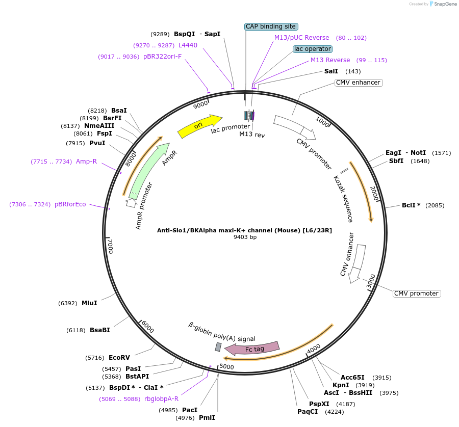 128634-plasmid-map-sequence-id-258337