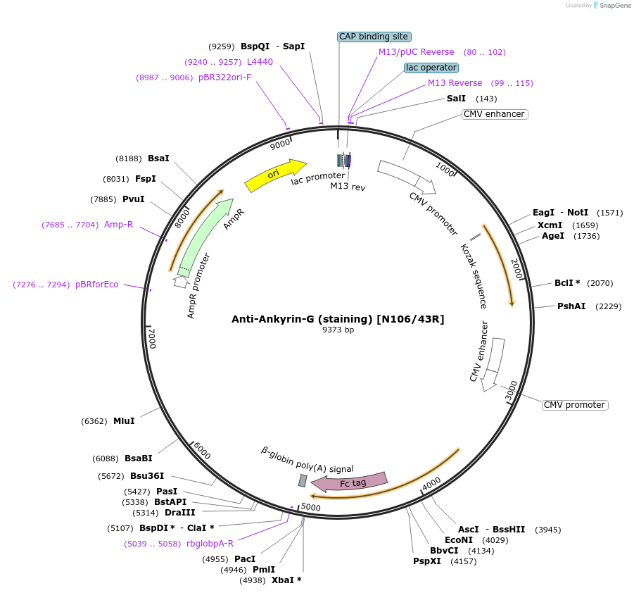 128635-plasmid-map-sequence-id-258344