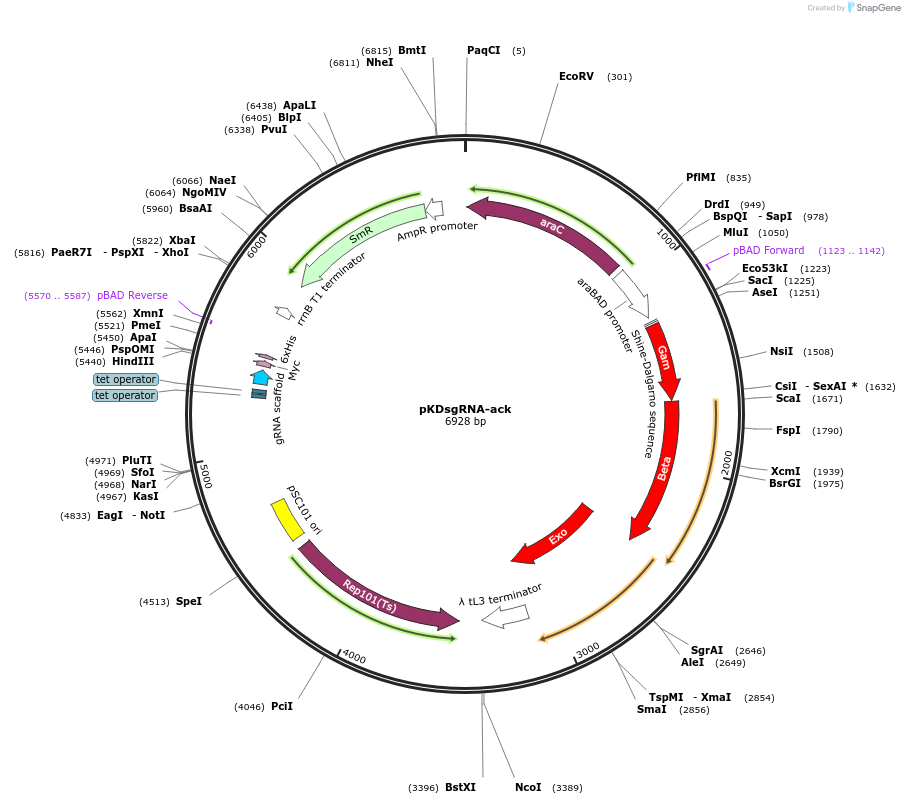 62654-plasmid-map-sequence-id-258350
