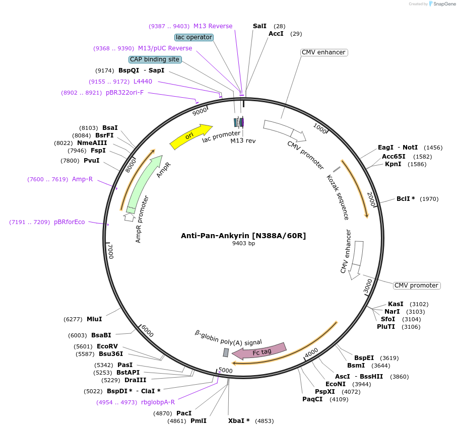 128640-plasmid-map-sequence-id-258354