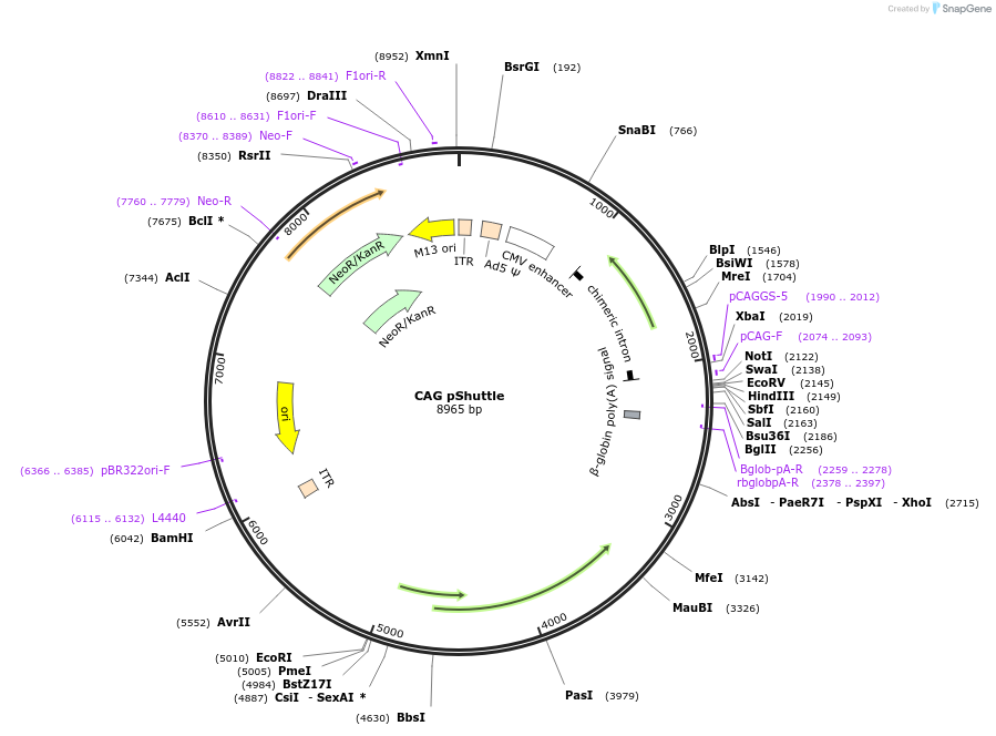 13427-plasmid-map-sequence-id-258367