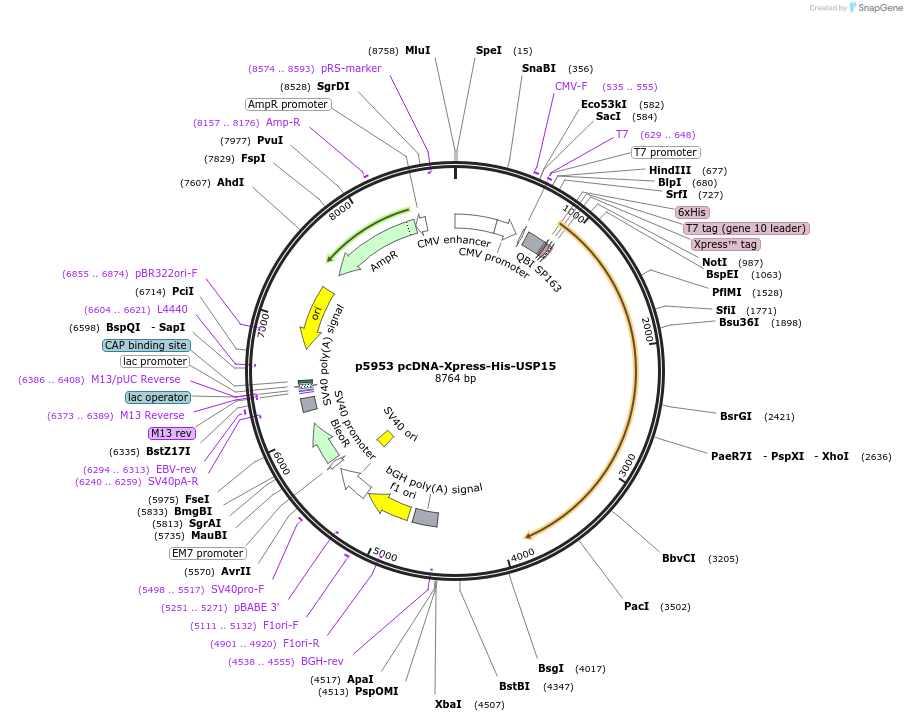 23216-plasmid-map-sequence-id-258383