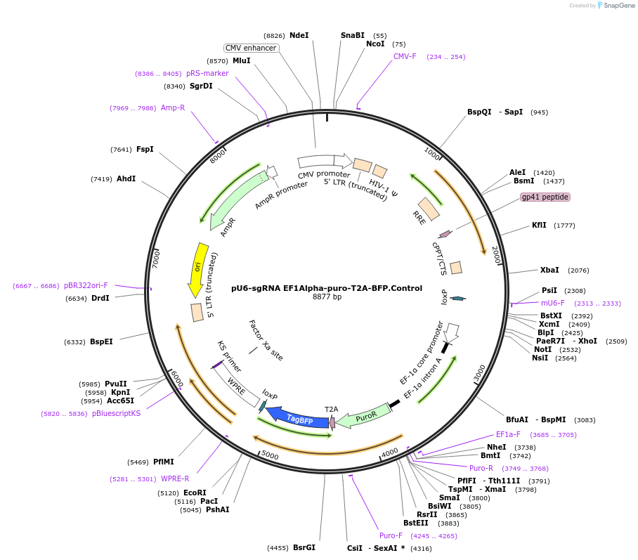 128749-plasmid-map-sequence-id-258385