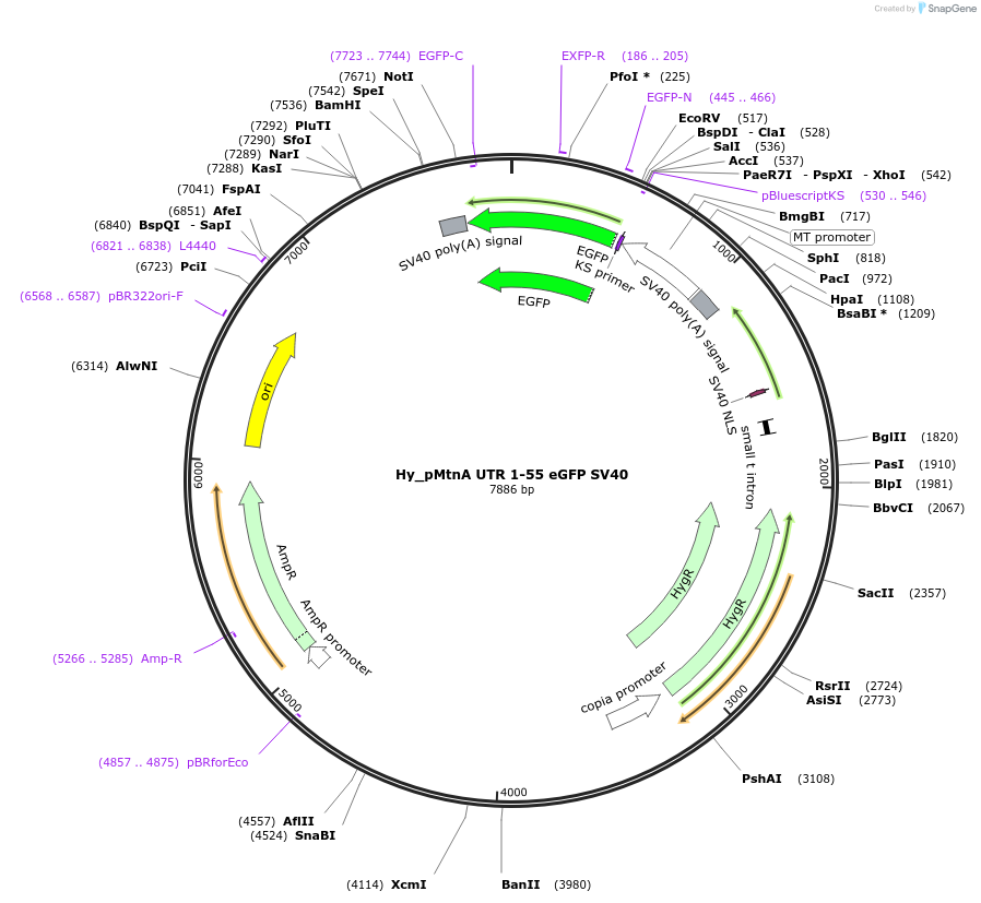 132651-plasmid-map-sequence-id-258399
