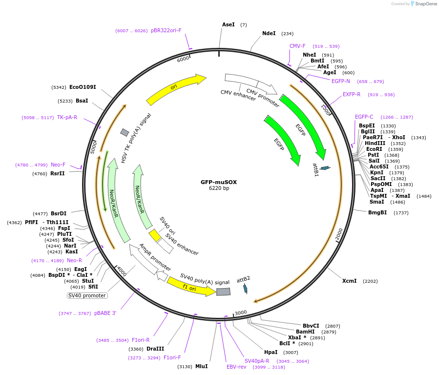 131701-plasmid-map-sequence-id-258439