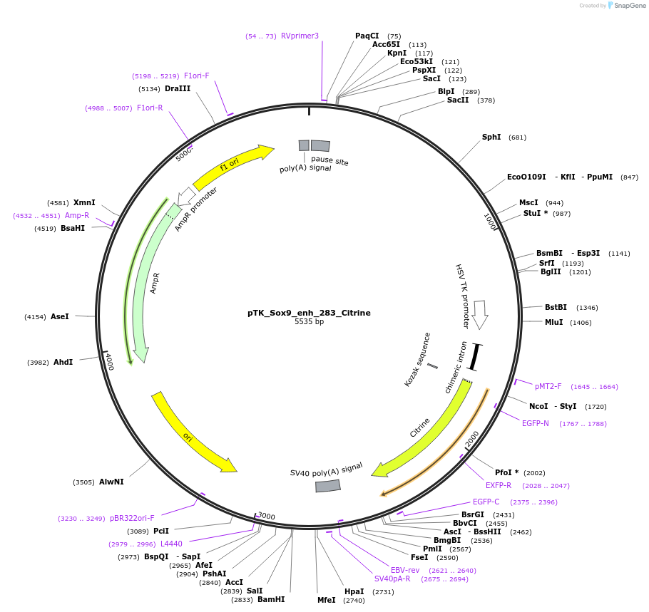 130591-plasmid-map-sequence-id-258443