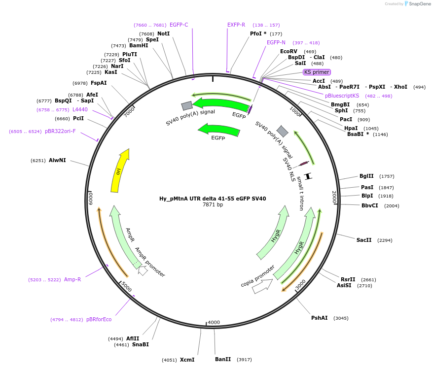 132652-plasmid-map-sequence-id-258445