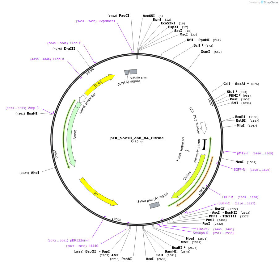 130584-plasmid-map-sequence-id-258448