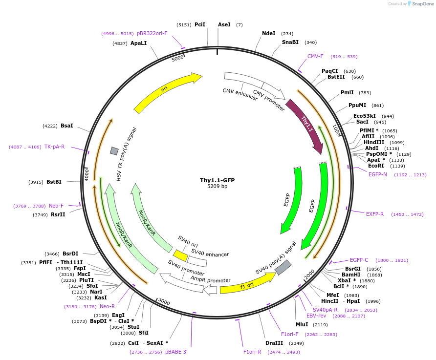 131703-plasmid-map-sequence-id-258449