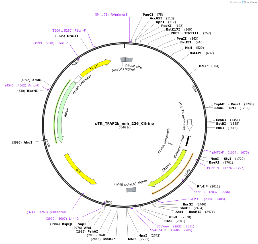130618-plasmid-map-sequence-id-258451