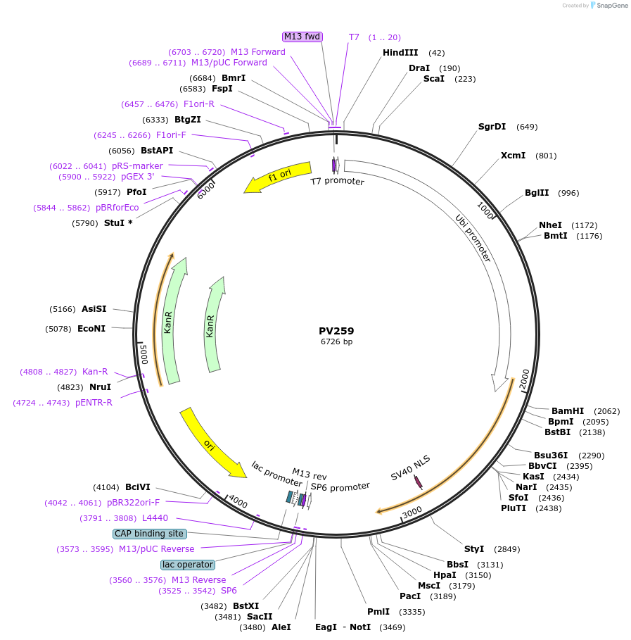 132340-plasmid-map-sequence-id-258453