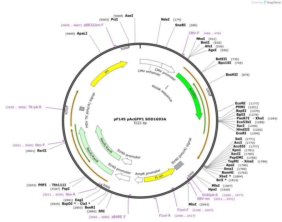 26406-plasmid-map-sequence-id-258461