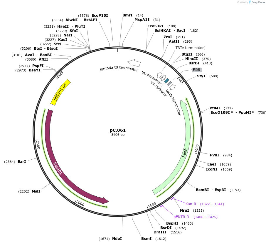 119603-plasmid-map-sequence-id-258462