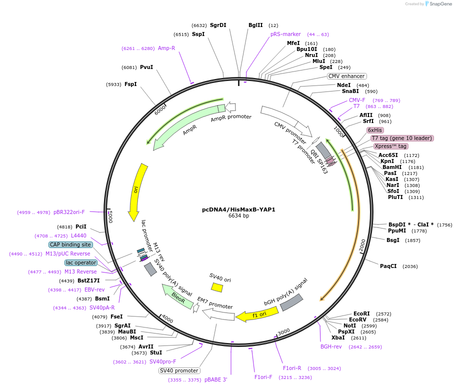 18978-plasmid-map-sequence-id-258467