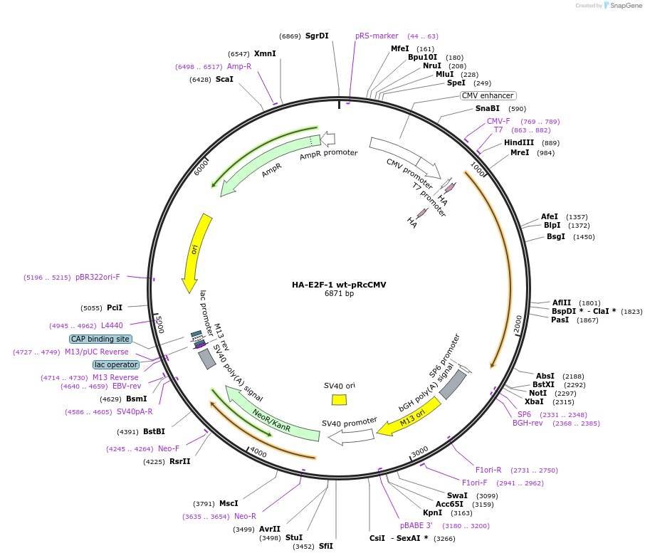 21667-plasmid-map-sequence-id-258468