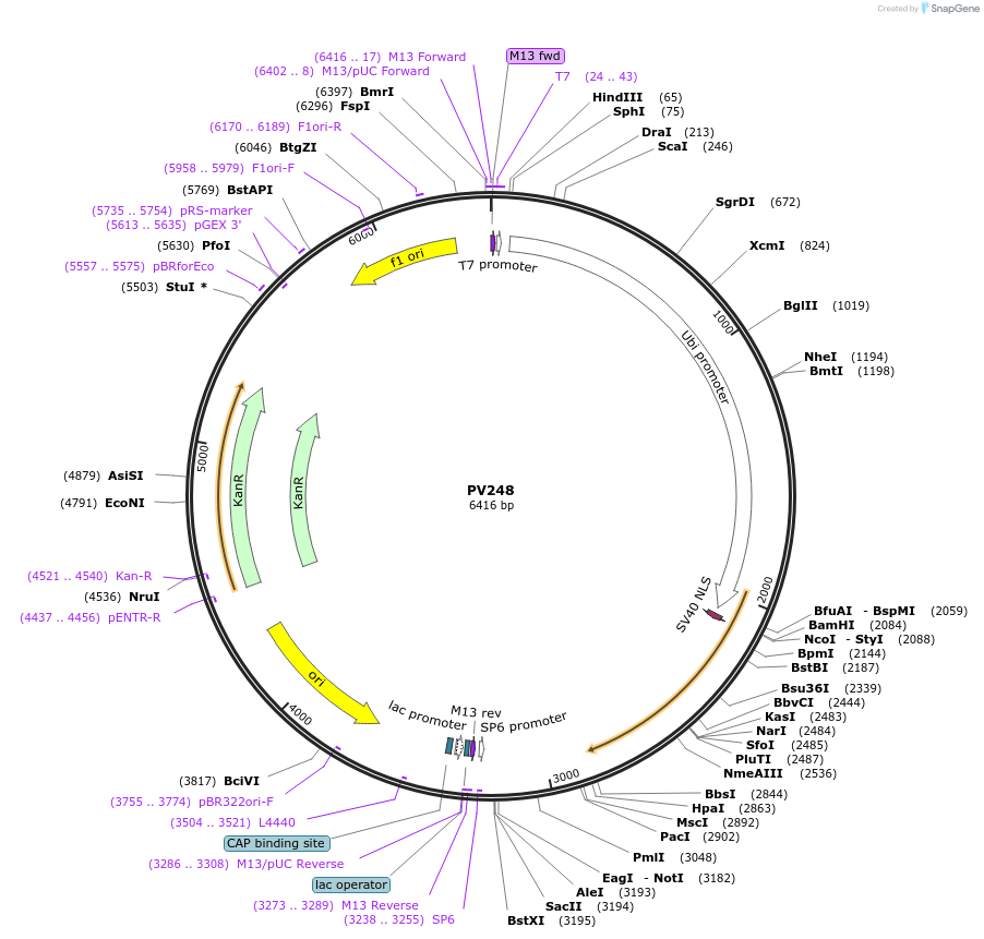 132339-plasmid-map-sequence-id-258477