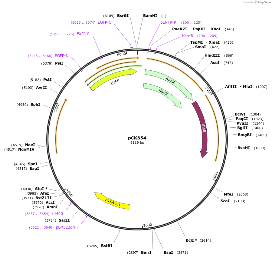 129698-plasmid-map-sequence-id-258484