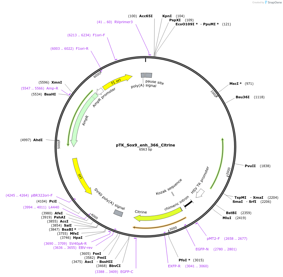 130593-plasmid-map-sequence-id-258495