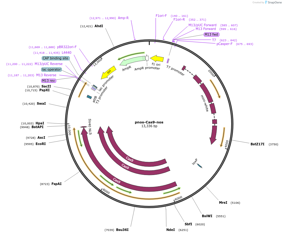 62208-plasmid-map-sequence-id-258503