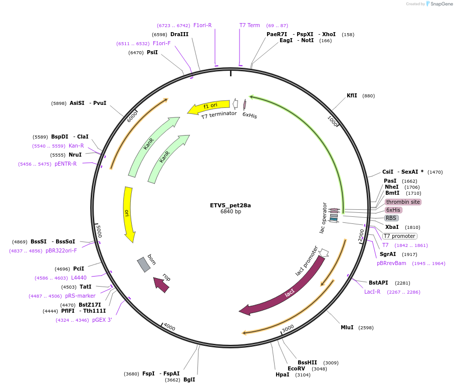 131639-plasmid-map-sequence-id-258520