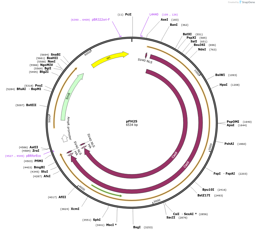 131764-plasmid-map-sequence-id-258521