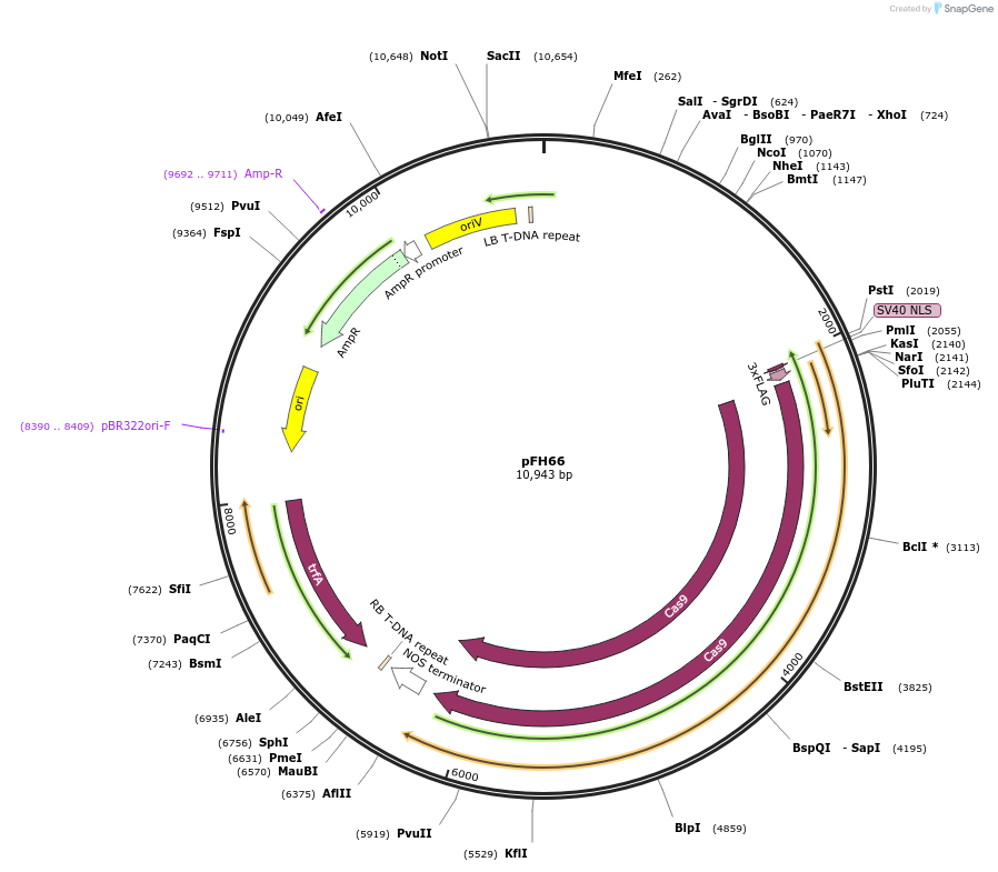 131765-plasmid-map-sequence-id-258522