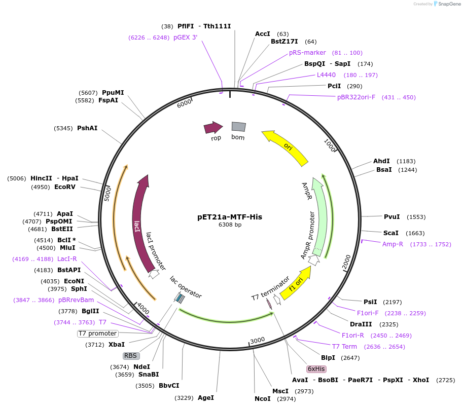 124133-plasmid-map-sequence-id-258523