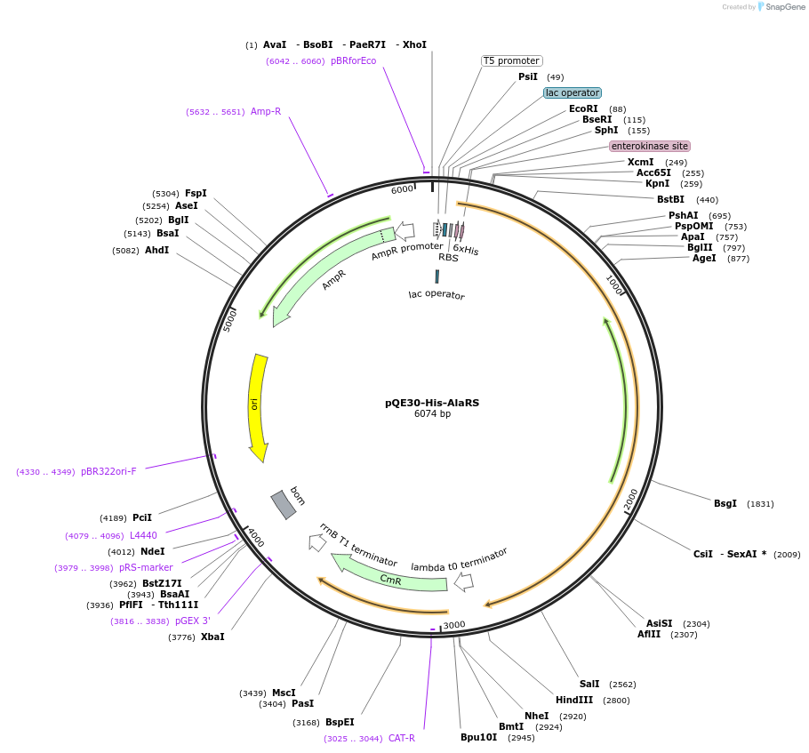 124103-plasmid-map-sequence-id-258527