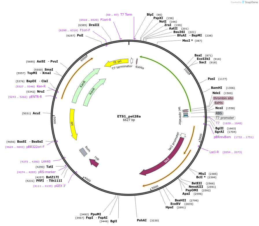 131663-plasmid-map-sequence-id-258529