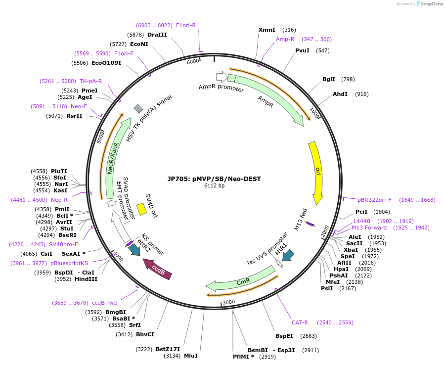 121866-plasmid-map-sequence-id-258534