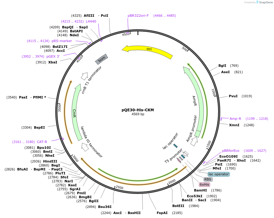 124134-plasmid-map-sequence-id-258586