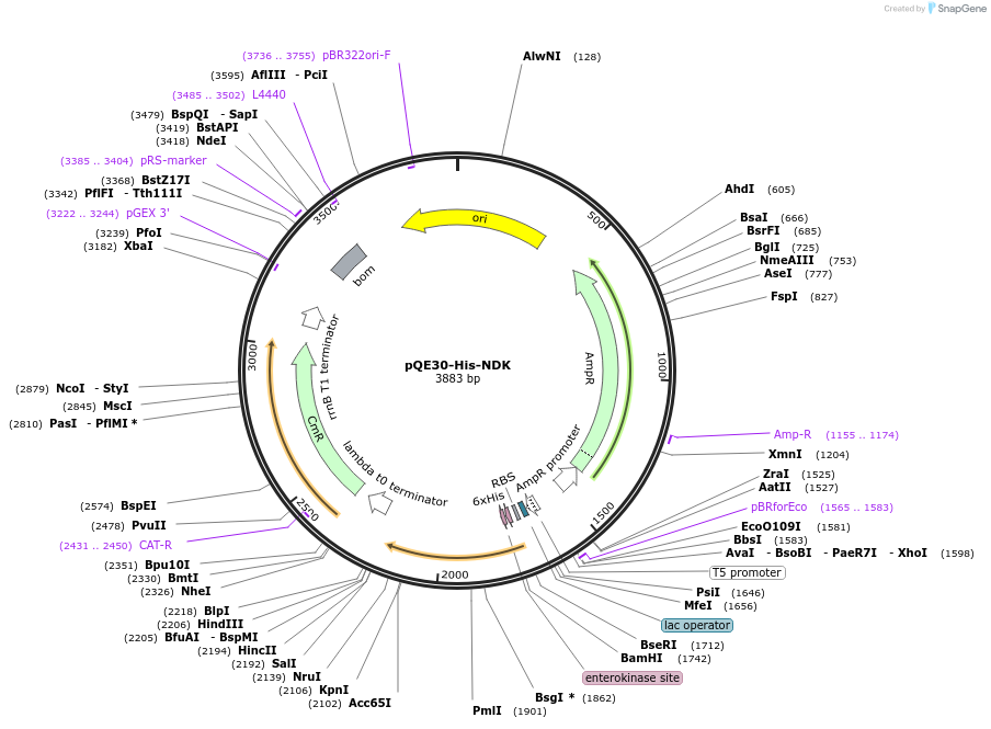 124136-plasmid-map-sequence-id-258588