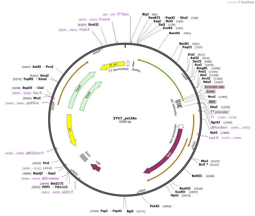 131656-plasmid-map-sequence-id-258591
